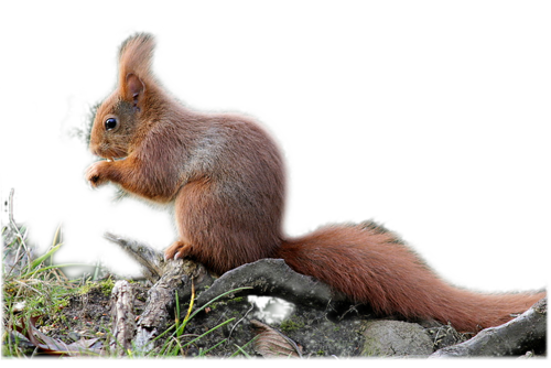 őszi állatok_116.png